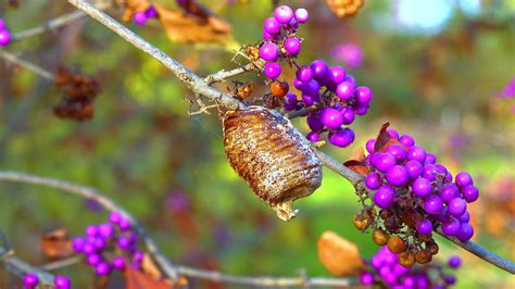 Cocoon with praying mantis eggs on a branch with purple fruits Callicarpa bodinieri 49366496 ...