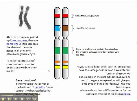 Difference Between Genetics or Inheritance 的图像结果
