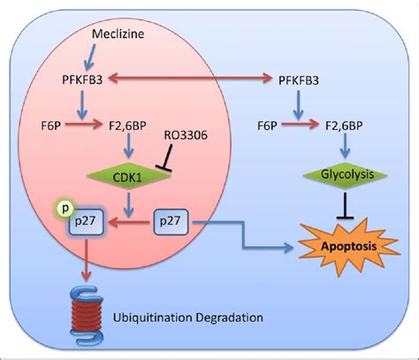 The signaling map showed the potential molecular mechanisms of ...