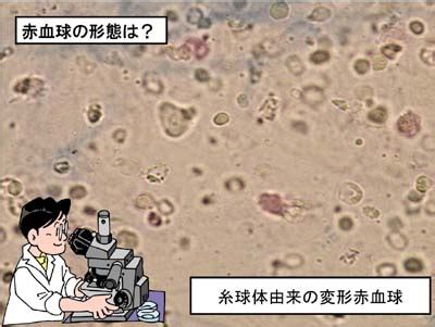 Image result for 4 Wire O2 Sensor Test