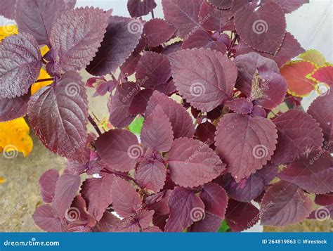 Perilla or Shiso plant stock image. Image of nankinensis - 264819863
