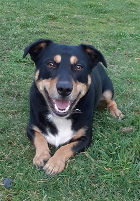 Black Corgi Dachshund Mix