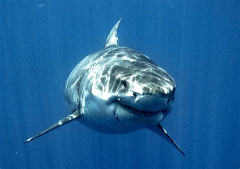 Do Sharks Pee Through Skin at Bailey Walters blog