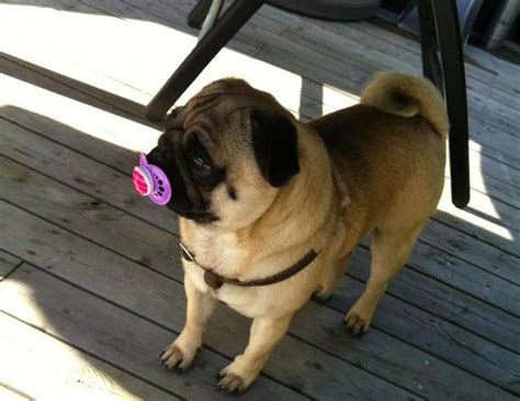 19 Dogs Who Aren't Ready To Give Up Their Pacifiers - The Dodo