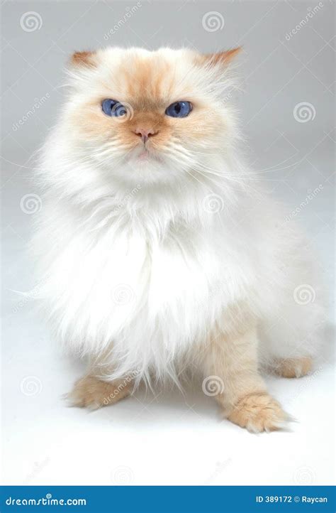 Blue Eyed White Cat stock photo. Image of breed, artistic - 389172