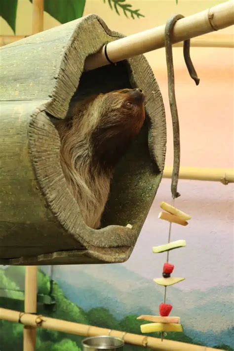 Image result for Linne's Two-Toed Sloth