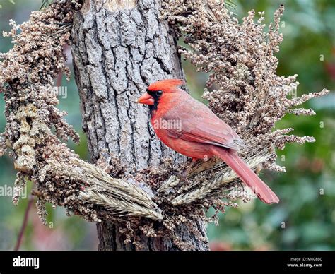 Kentucky state bird hi-res stock photography and images - Alamy