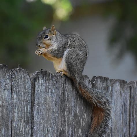 Are Squirrels A Rodent at Dominique Ortega blog