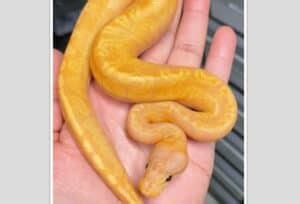 Image result for Rarest Color Ball Python