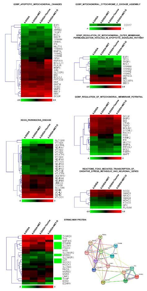 L-Methionine Protects against Oxidative Stress and Mitochondrial ...
