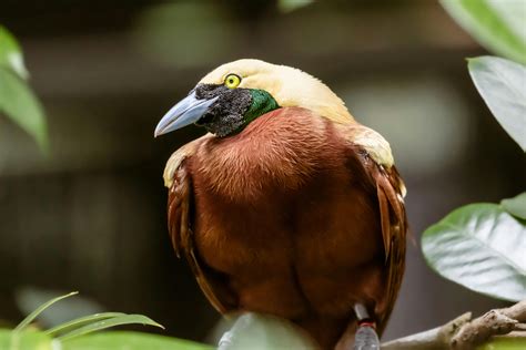 Raggiana Bird Of Paradis Photos, Download The BEST Free Raggiana Bird ...