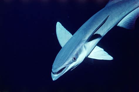 Remora Fish And Great White Shark