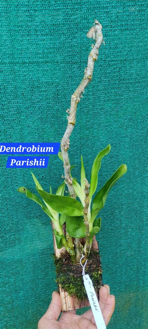 Dendrobium Parishii – ASHIYANA STORE
