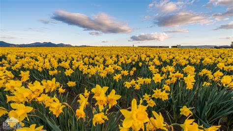 When Do Daffodils Bloom In Skagit Valley at Frank Keith blog