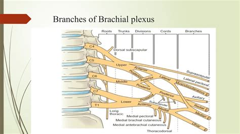 Anatomy of brachial plexus (basic anatomy) | PPTX