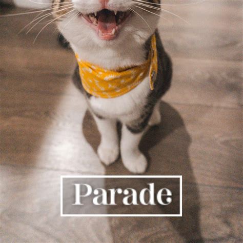 Funny Cat Memes For Kids