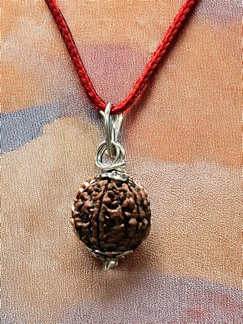 6 Mukhi Nepali Rudraksha - Chhey Mukhi – Rudrajap