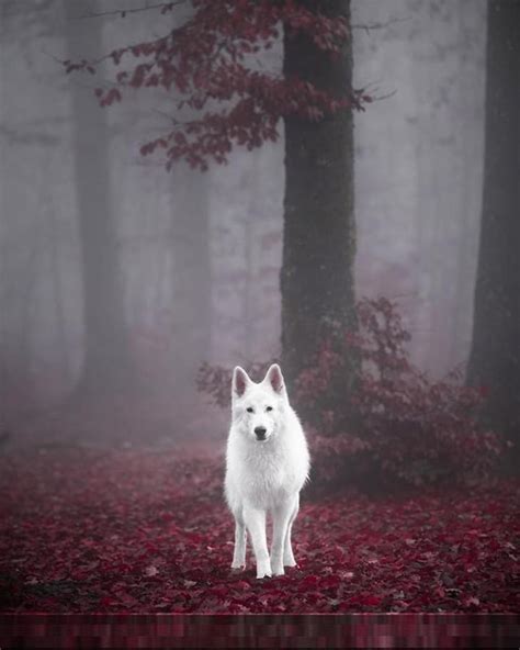 Queen 👑 : r/pics