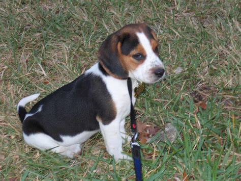 Beagle White And Black
