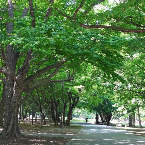 MARUYAMA PARK (2025) All You Need to Know BEFORE You Go (with Photos ...