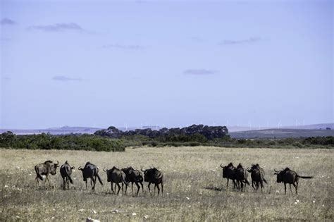 Thali Thali Game Lodge — a haven for wildlife, adventure, and good ...