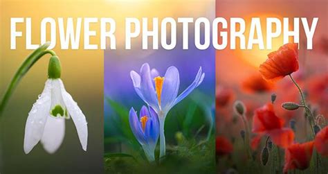 Image result for Shutterbug Live