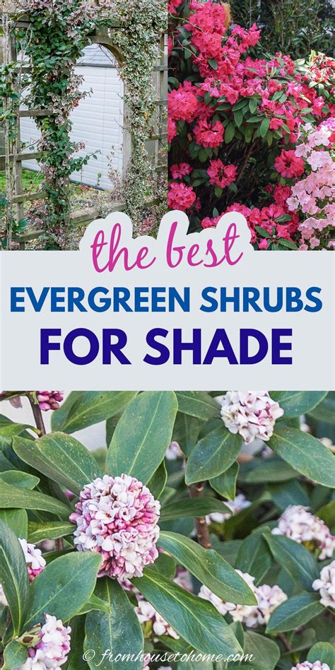Evergreen Shrubs For Shade (That Look Good All Year)