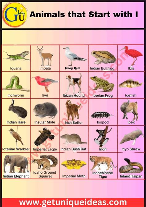 Animals that Start with I | Name An Animal Beginning With I ...