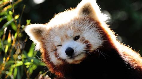 Download Cool Cute Red Panda Wallpaper | Wallpapers.com