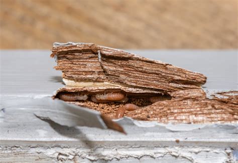 Drywood Termites: A Hidden Threat to Your Home in Arizona in Arizona