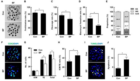 Butylparaben Is Toxic to Porcine Oocyte Maturation and Subsequent ...