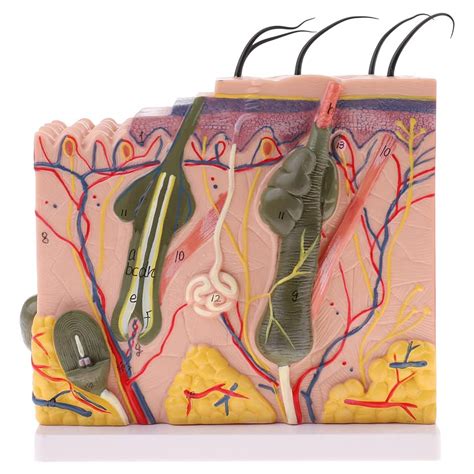 Buy iksvmsis Skin Anatomy Model, Human Skin Structure Magnification ...