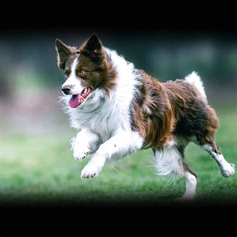 Image result for Spring Time Starts