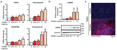 Altered Calcium Influx Pathways in Cancer-Associated Fibroblasts
