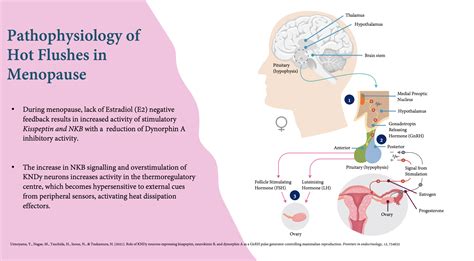 Fezolinetant: FDA-Approved for Menopause Symptoms