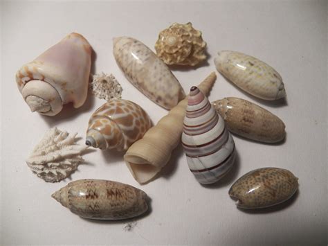 Image result for Ocean Sea Shells
