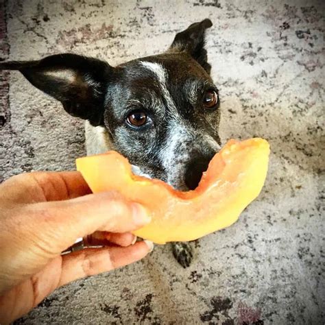Can Dogs Eat Papaya