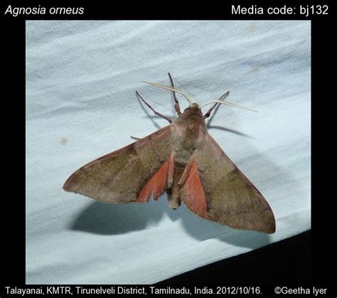 Agnosia orneus (Westwood, 1847) - Large Agnosia | Moths