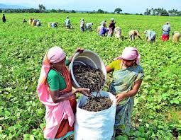 TNAU Agritech Portal :: Farm Enterprises