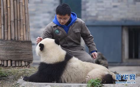 上万韩国人竞聘和大熊猫相关岗位 成为大熊猫饲养员要满足哪些条件 _八宝网
