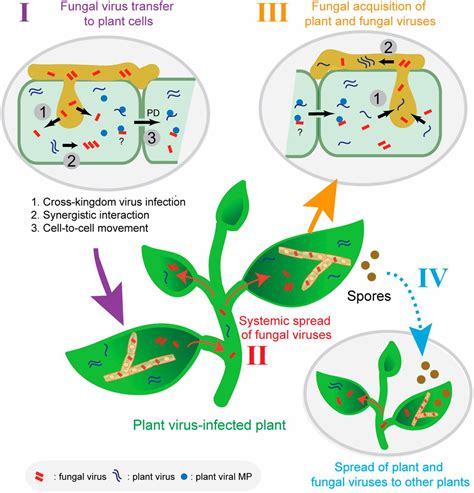 How Do Viruses Differ From Animals And Plants at Ella Byatt blog