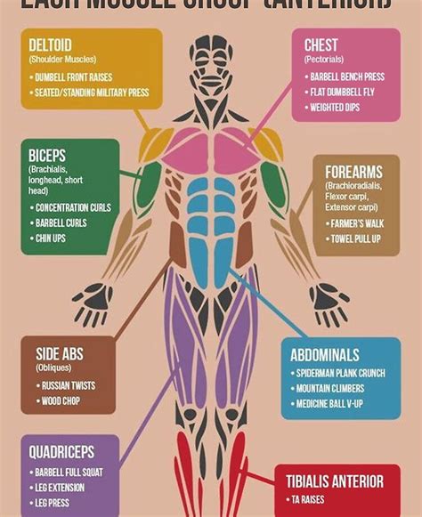Body Muscle Exercise Chart 的图像结果
