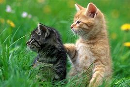 Image result for Cutest Teacup Kittens