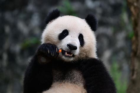 China Panda 的图像结果