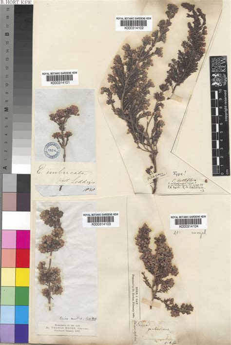 Erica hirtiflora Curtis | Plants of the World Online | Kew Science