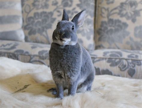 Grey Mini Rex Rabbits