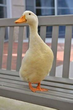 Image result for Duck Number Code in Python Using Count