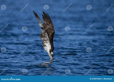 Image result for How to Catch Diving Fish