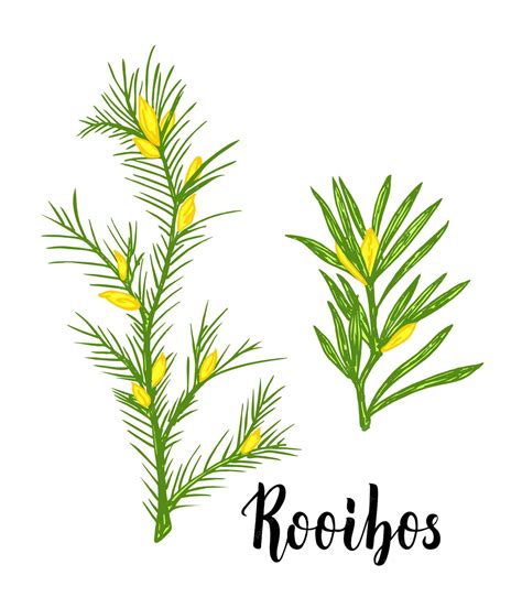 Premium Vector | Rooibos tea plant leaf flower branch of rooibos hand ...