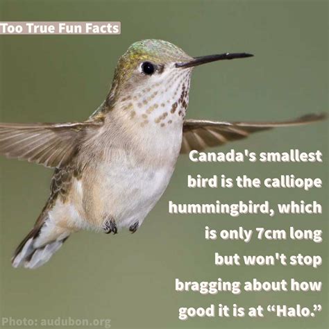 Interesting Facts About Birds